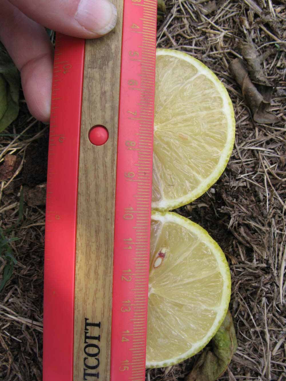            Fruit cross-section (Bearss, Winter Haven, FL)   